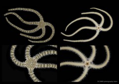 Ophiocnemis marmorata • © CMBS photography team • All Rights Reserved