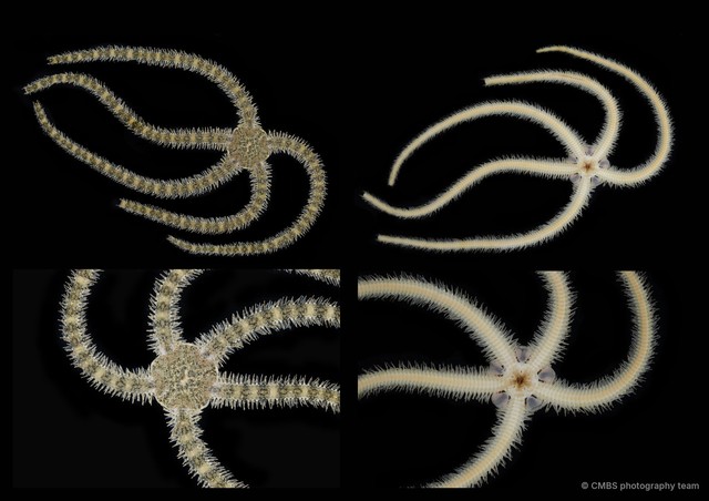 Ophiocnemis marmorata