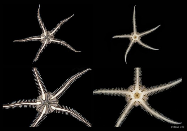 Ophiomaza sp. "cf. cacaotica" • © Rene Ong • All Rights Reserved