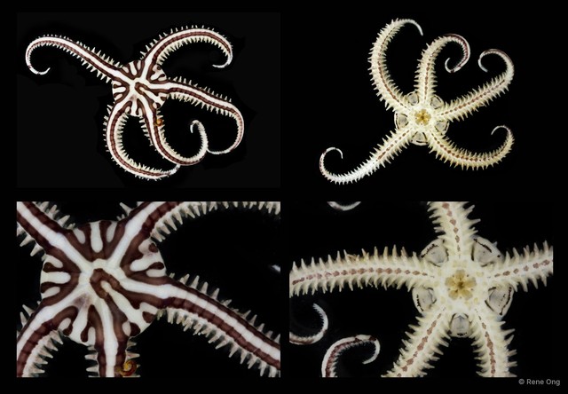 Ophiomaza sp. "SEA-1988" • © Rene Ong • All Rights Reserved