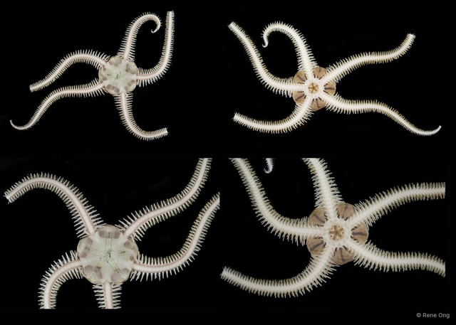 Ophiomaza sp. "SEA-2263" • © Rene Ong • All Rights Reserved