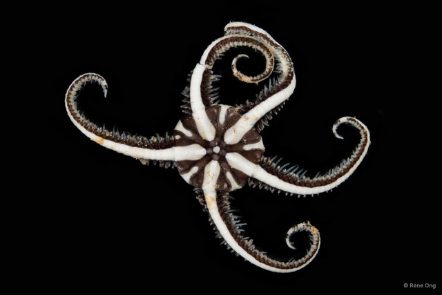 Ophiomaza sp. "SEA-2803" • © Rene Ong • All Rights Reserved