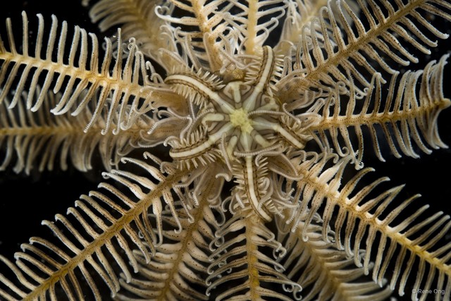 Ophiomaza sp. "SEA-7765" • © Rene Ong • All Rights Reserved