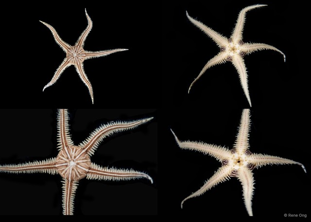 Ophiomaza sp. "SEA-7787" • © Rene Ong • All Rights Reserved