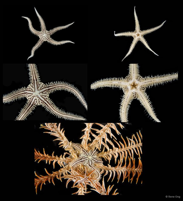 Ophiomaza sp. "SEA-7911" • © Rene Ong • All Rights Reserved