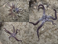 Ophiomaza cacaotica • © Ria Tan • All Rights Reserved