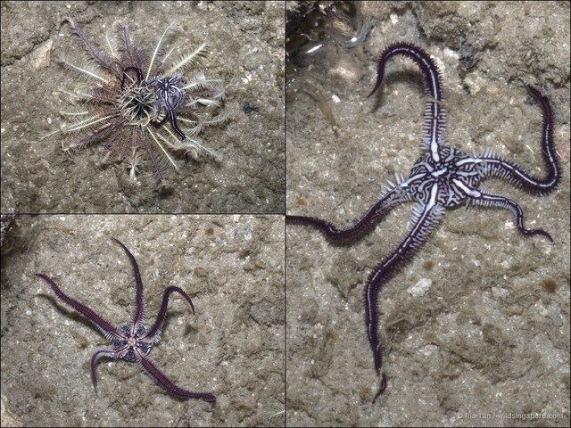 Ophiomaza cacaotica