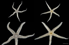 Ophiomaza cacaotica • © Rene Ong • All Rights Reserved