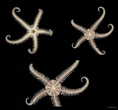 Ophiomaza cacaotica • © Rene Ong • All Rights Reserved