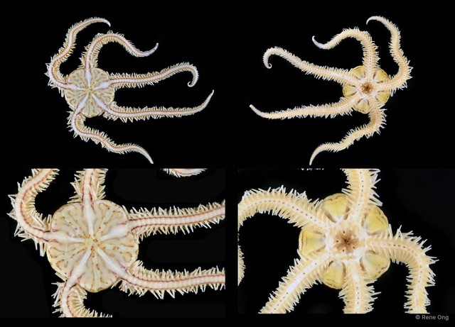 Ophiomaza cacaotica