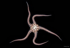Ophiomaza cacaotica • © Rene Ong • All Rights Reserved
