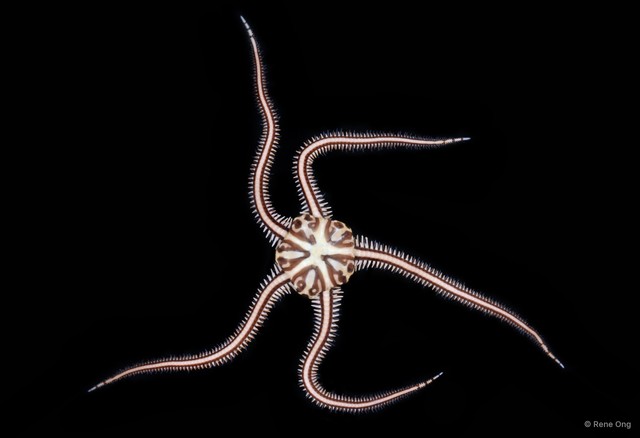 Ophiomaza cacaotica