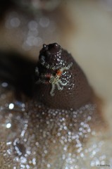 Ophiothela sp. "cf. danae" • © Rene Ong • All Rights Reserved