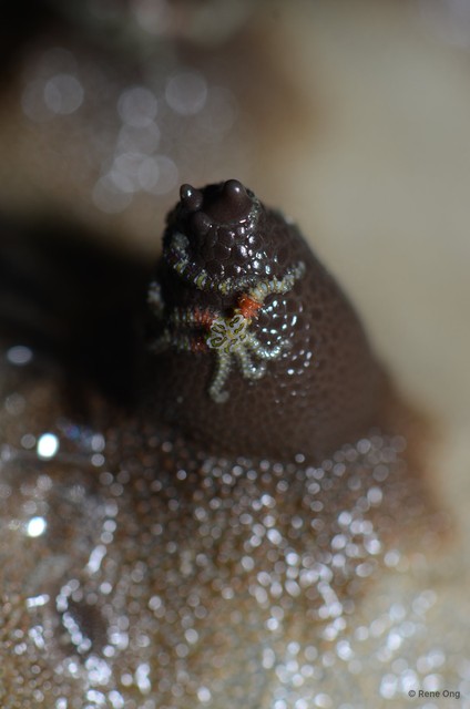 Ophiothela sp. "cf. danae" • © Rene Ong • All Rights Reserved