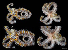 Ophiothela sp. "cf. danae" • © Rene Ong • All Rights Reserved