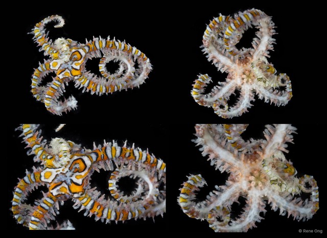 Ophiothela sp. "cf. danae"