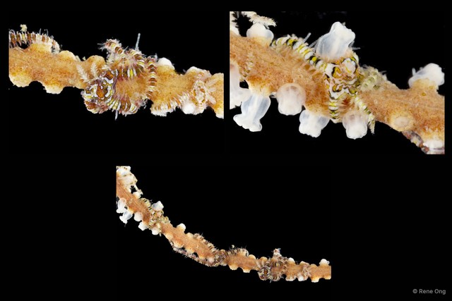 Ophiothela sp. "cf. danae"
