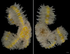 Ophiothela sp. "IP0216"