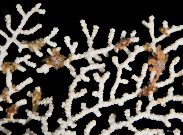 Ophiothela sp. "SEA-0550" • © Rene Ong • All Rights Reserved