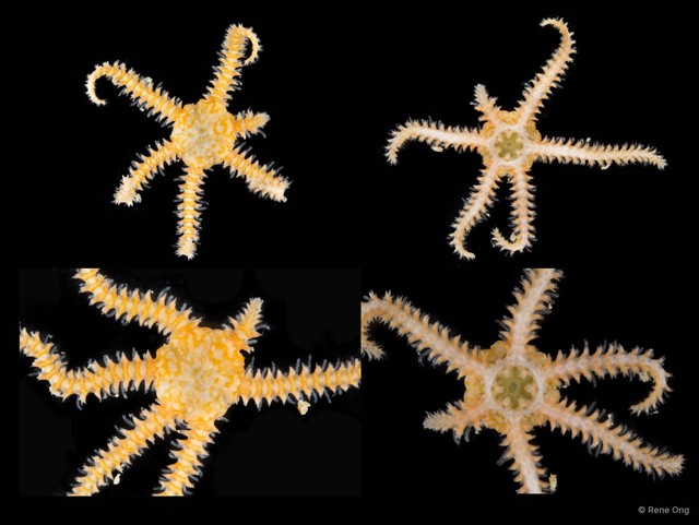 Ophiothela sp. "SEA-9568" • © Rene Ong • All Rights Reserved