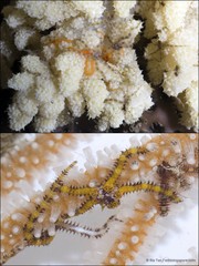 Ophiothela mirabilis
