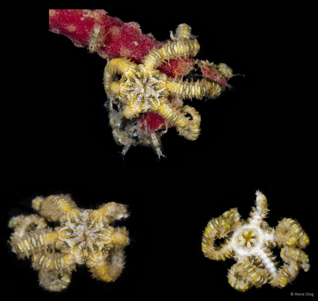 Ophiothela mirabilis