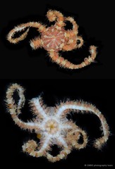 Ophiothela mirabilis • © CMBS photography team • All Rights Reserved