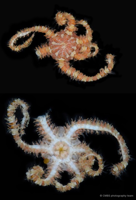 Ophiothela mirabilis