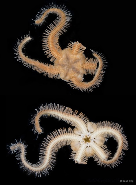 Ophiothrix (Ophiothrix) sp. "1" • © Rene Ong • All Rights Reserved
