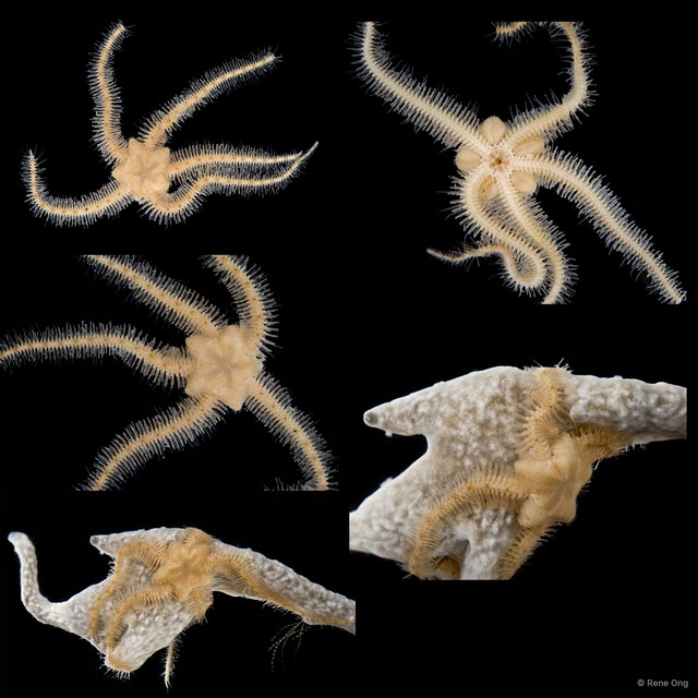 Ophiothrix sp. "1" • © Rene Ong • All Rights Reserved