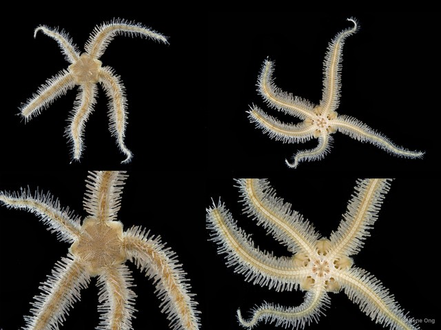 Ophiothrix (Ophiothrix) sp. "10" • © Rene Ong • All Rights Reserved