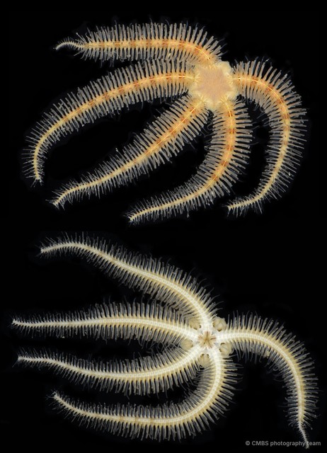 Ophiothrix (Ophiothrix) sp. "11" • © CMBS photography team • All Rights Reserved