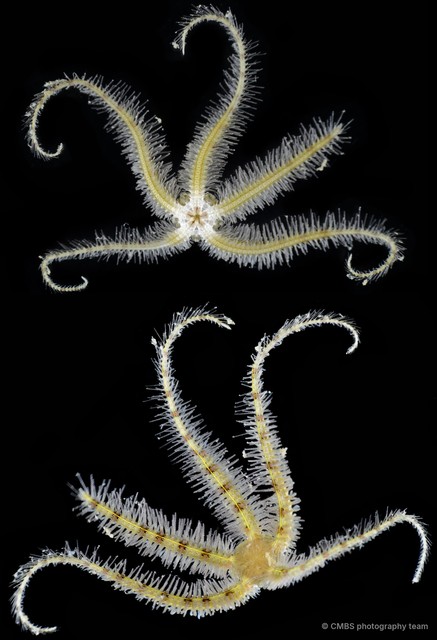 Ophiothrix (Ophiothrix) sp. "12" • © CMBS photography team • All Rights Reserved