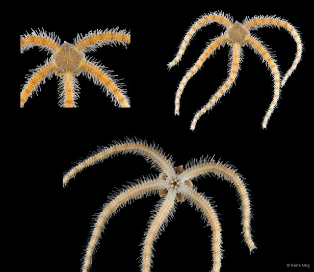 Ophiothrix (Ophiothrix) sp. "13" • © Rene Ong • All Rights Reserved