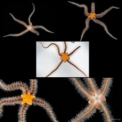 Ophiothrix (Ophiothrix) sp. "14"