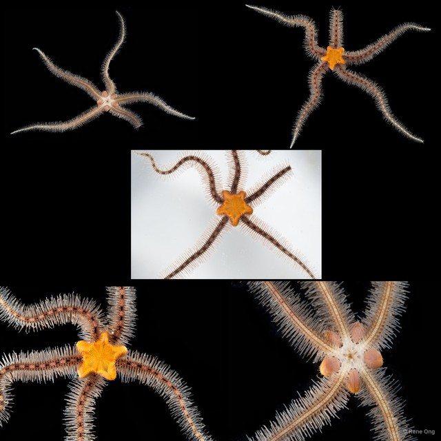 Ophiothrix (Ophiothrix) sp. "14" • © Rene Ong • All Rights Reserved