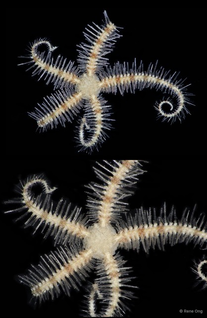 Ophiothrix (Ophiothrix) sp. "15" • © Rene Ong • All Rights Reserved