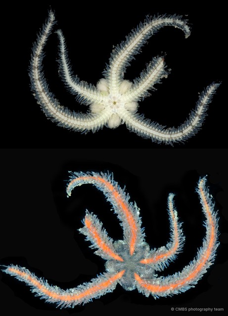 Ophiothrix (Ophiothrix) sp. "16" • © CMBS photography team • All Rights Reserved