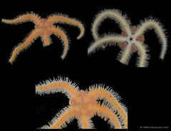 Ophiothrix (Ophiothrix) sp. "17"