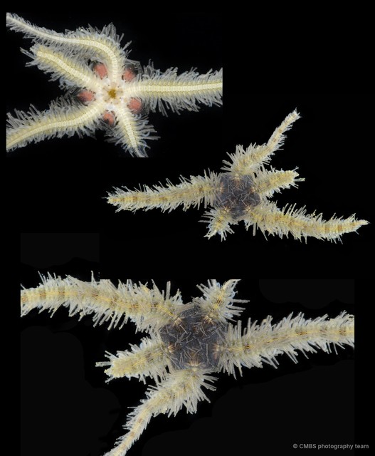 Ophiothrix (Ophiothrix) sp. "18" • © CMBS photography team • All Rights Reserved