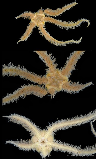 Ophiothrix (Ophiothrix) sp. "19" • © CMBS photography team • All Rights Reserved