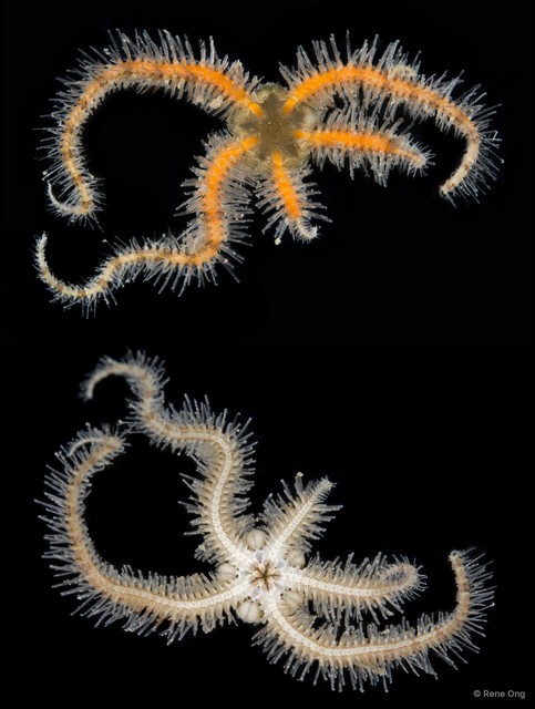 Ophiothrix (Ophiothrix) sp. "2" • © Rene Ong • All Rights Reserved