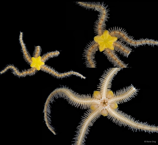 Ophiothrix sp. "2" • © Rene Ong • All Rights Reserved