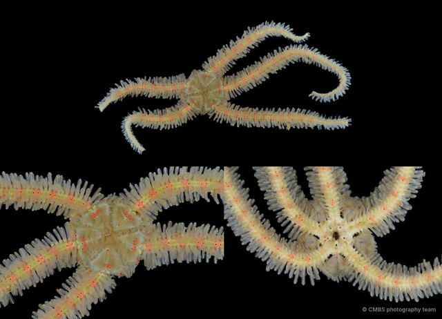 Ophiothrix (Ophiothrix) sp. "20" • © CMBS photography team • All Rights Reserved