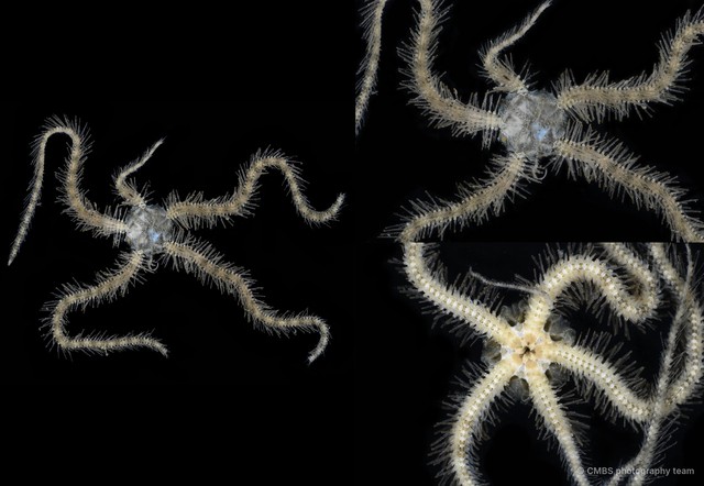 Ophiothrix (Ophiothrix) sp. "21" • © CMBS photography team • All Rights Reserved