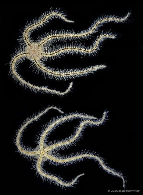 Ophiothrix (Ophiothrix) sp. "22" • © CMBS photography team • All Rights Reserved