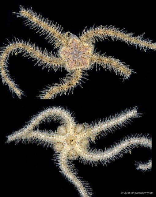 Ophiothrix (Ophiothrix) sp. "23" • © CMBS photography team • All Rights Reserved