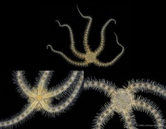 Ophiothrix (Ophiothrix) sp. "24"