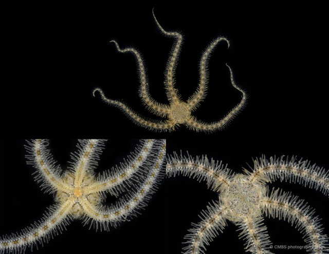 Ophiothrix (Ophiothrix) sp. "24" • © CMBS photography team • All Rights Reserved