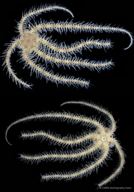 Ophiothrix (Ophiothrix) sp. "25" • © CMBS photography team • All Rights Reserved
